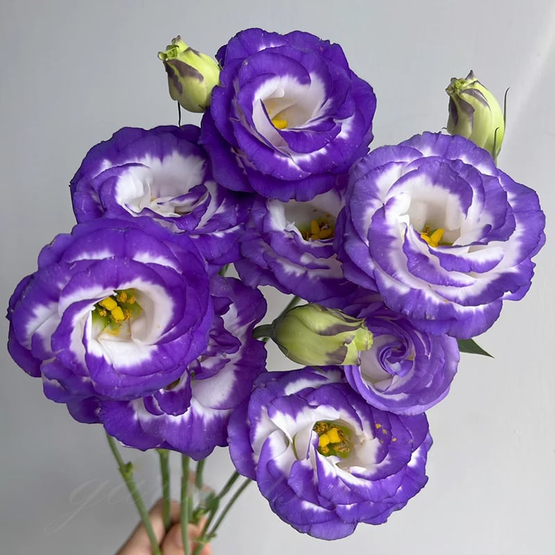 🔥 Posledný deň výpredaja 💝 Beztrnová ružová eustoma 💐 Semienka z lisianthusu