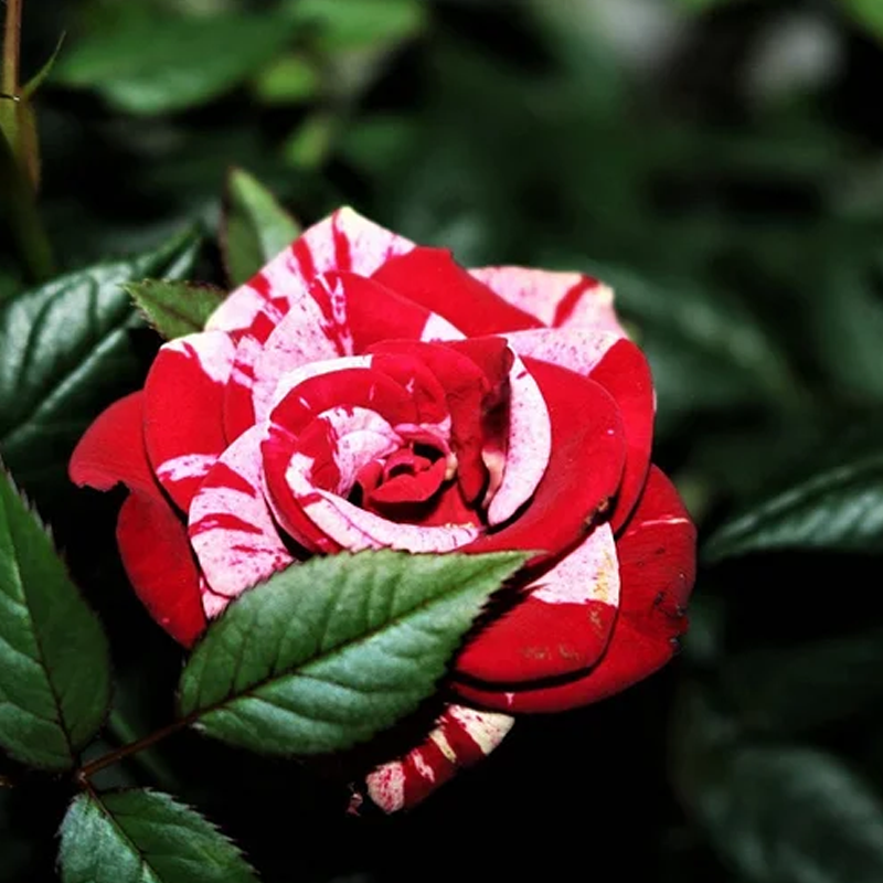 🌹 Summer Bloom Sale [60% OFF] – Rare Rose Seeds! 🌼