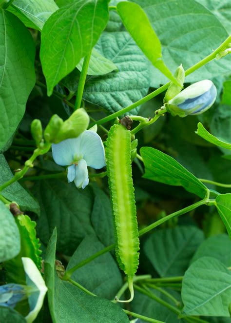 🌿 Különleges szárnyas bab magok otthoni termesztéshez