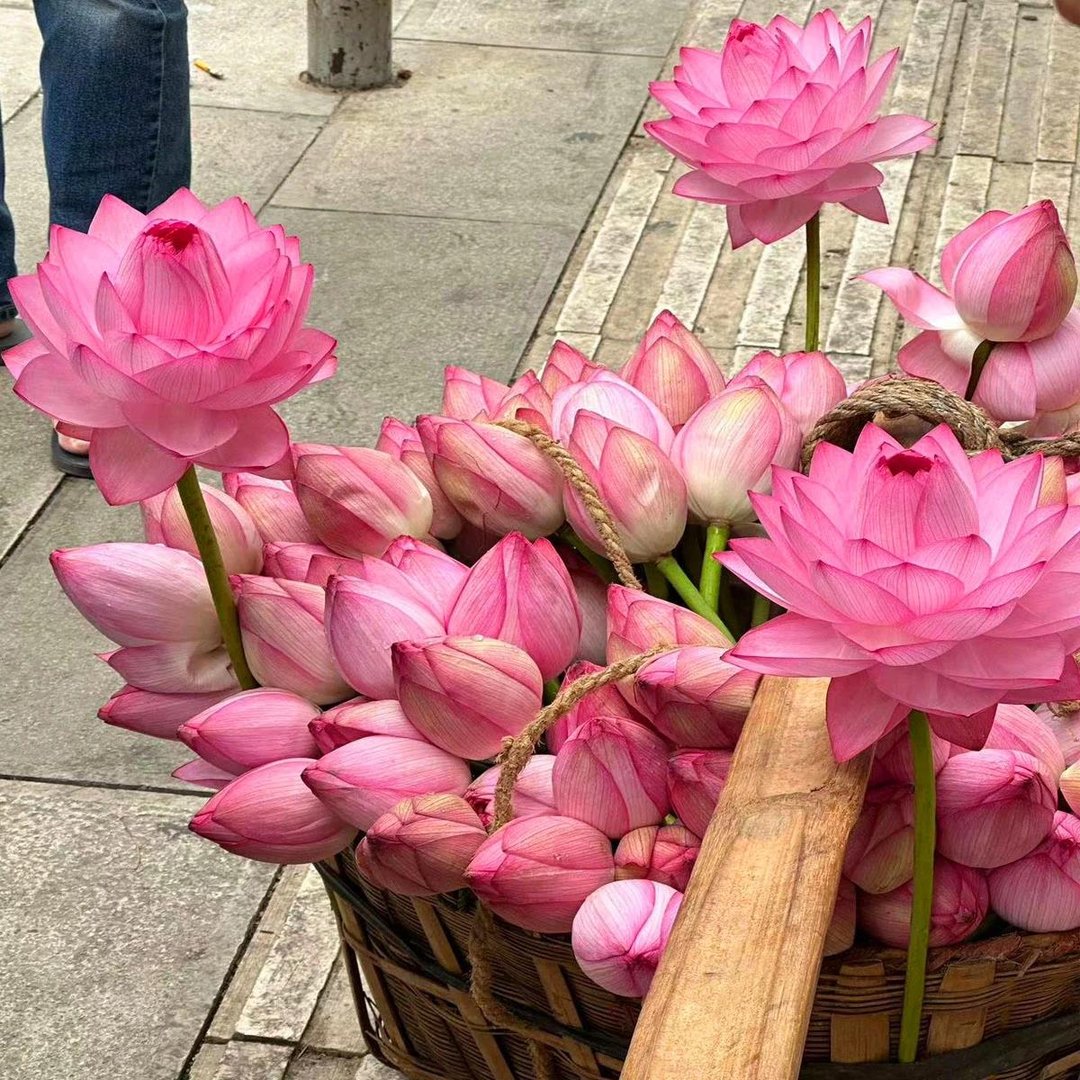 💐A Szent Bonsai Tál Lótuszvirág Magok