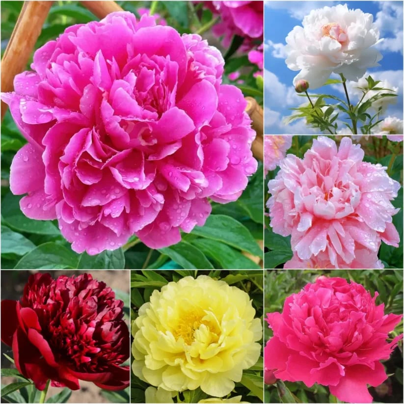 🌺ЦАРИЦАТА НА ЦВЕТЯТА — ДВОЙНОЛИСТНИ ПИАНИ
