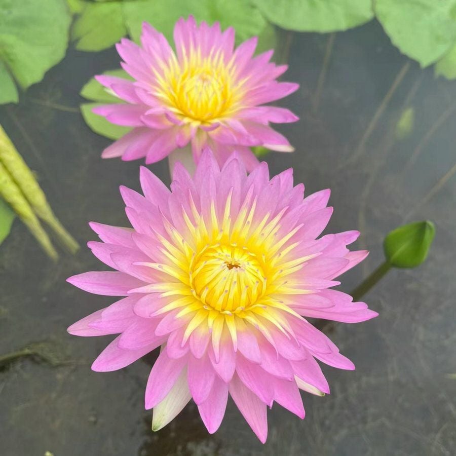 💐A Szent Bonsai Tál Lótuszvirág Magok