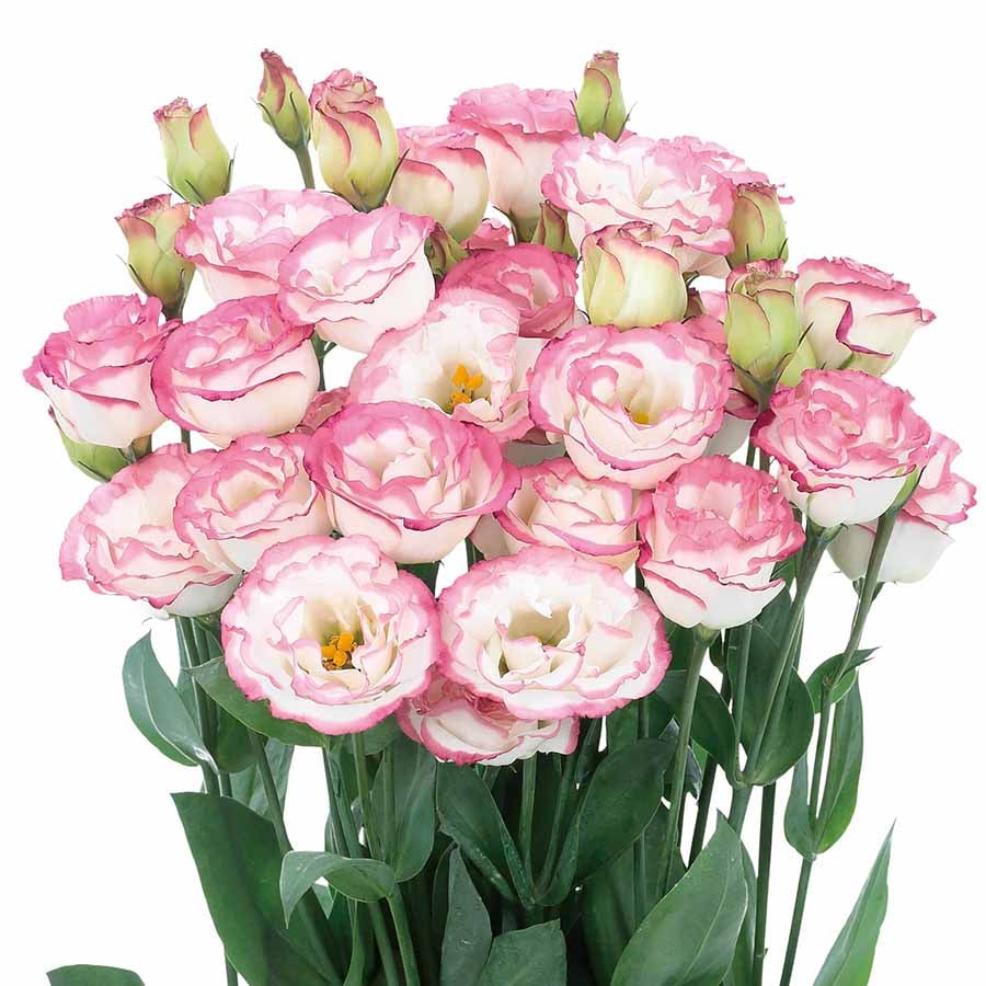 🔥 Posledný deň výpredaja 💝 Beztrnová ružová eustoma 💐 Semienka z lisianthusu