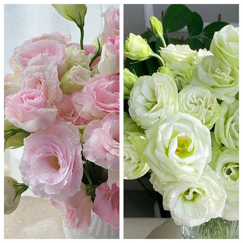 🔥 Posledný deň výpredaja 💝 Beztrnová ružová eustoma 💐 Semienka z lisianthusu