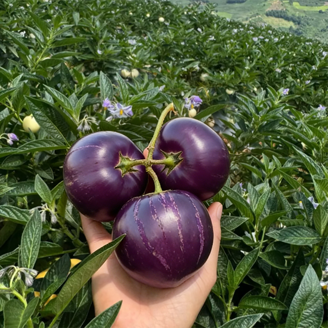 😋 Semienka Purple Pepino 💜Sladké, šťavnaté a ľahko sa pestujú🌱