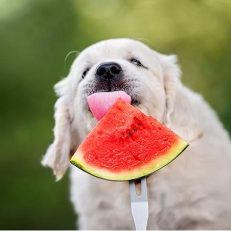 🍉Semienka melónu pre lenivého muža