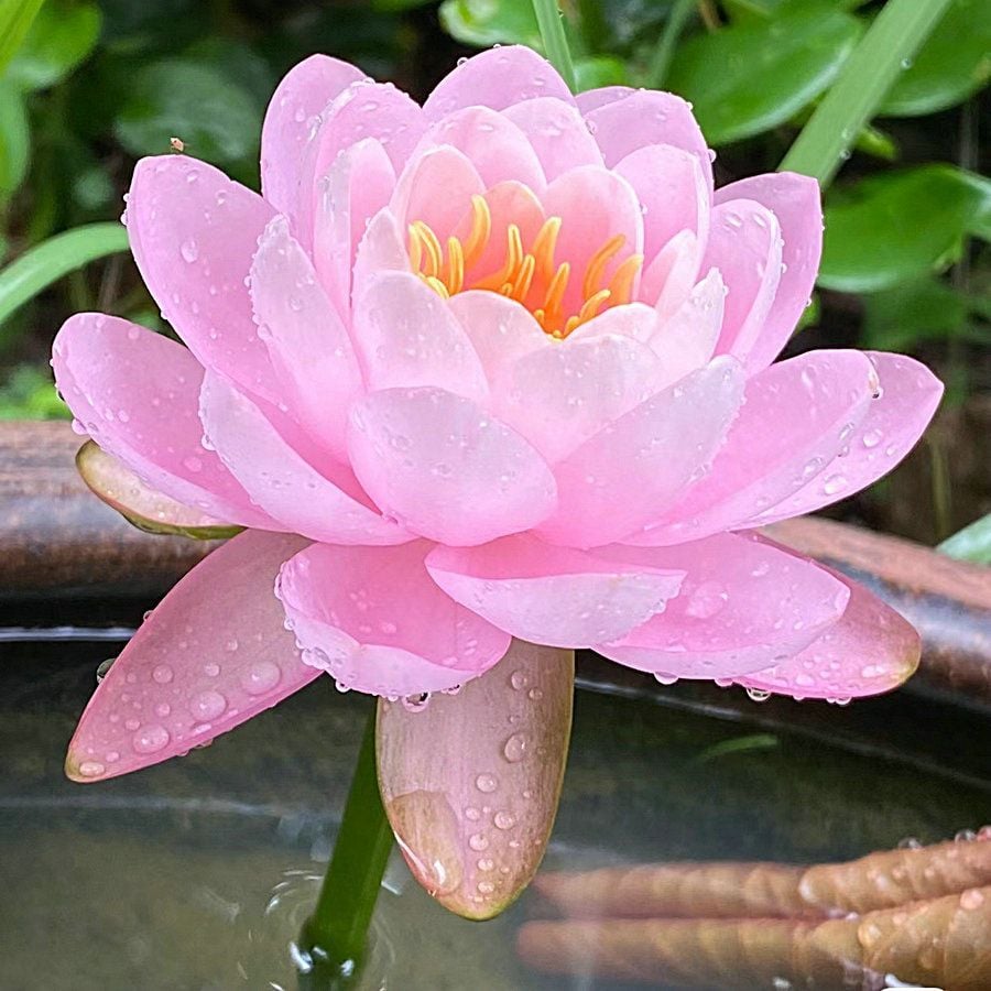 💐A Szent Bonsai Tál Lótuszvirág Magok