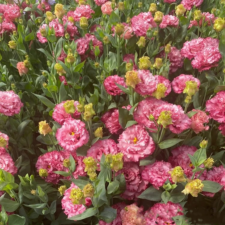 🔥 Posledný deň výpredaja 💝 Beztrnová ružová eustoma 💐 Semienka z lisianthusu