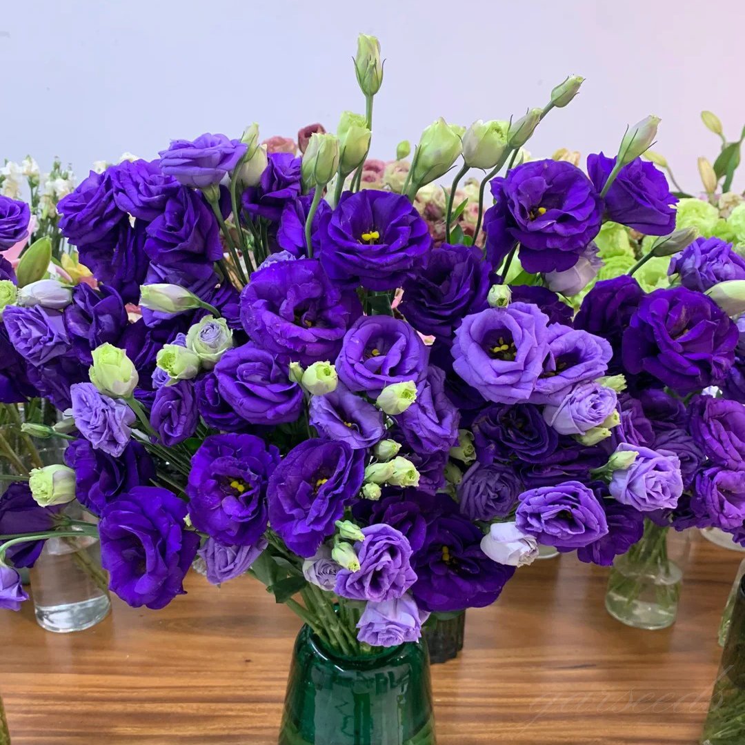 🔥 Posledný deň výpredaja 💝 Beztrnová ružová eustoma 💐 Semienka z lisianthusu