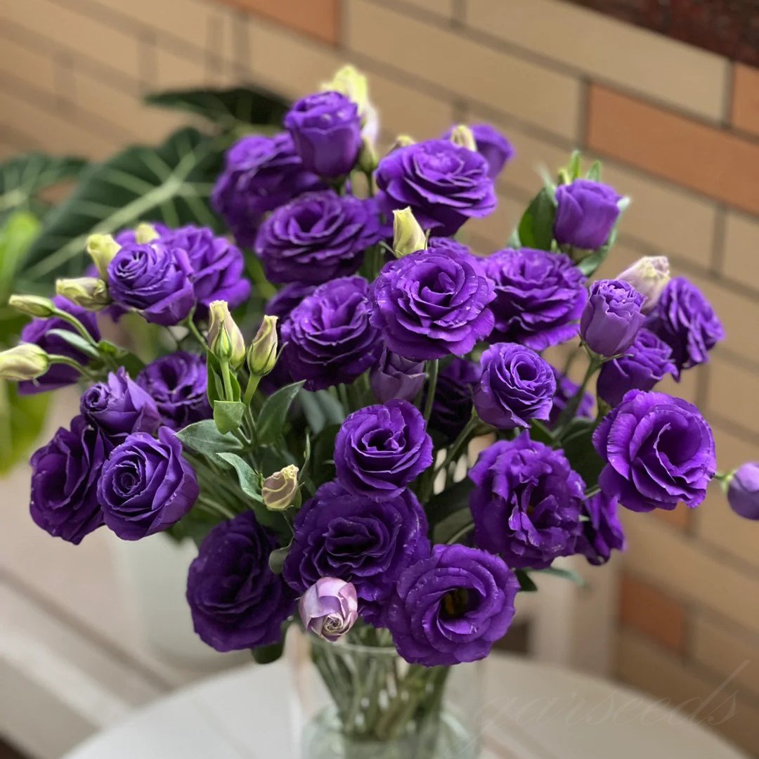 🔥 Posledný deň výpredaja 💝 Beztrnová ružová eustoma 💐 Semienka z lisianthusu