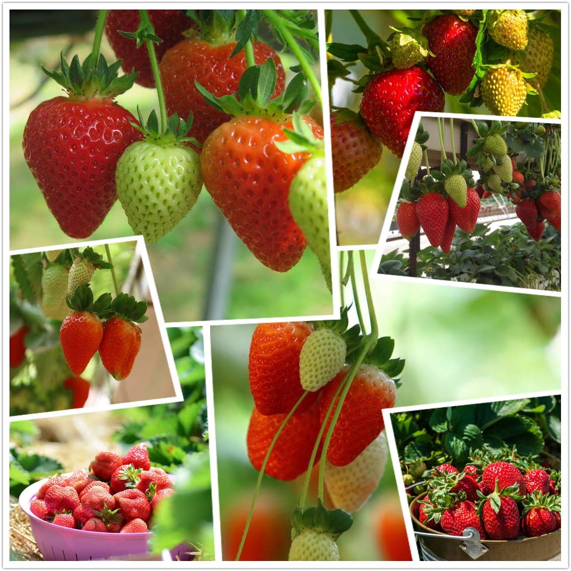 All-year-round strawberry seeds🍓