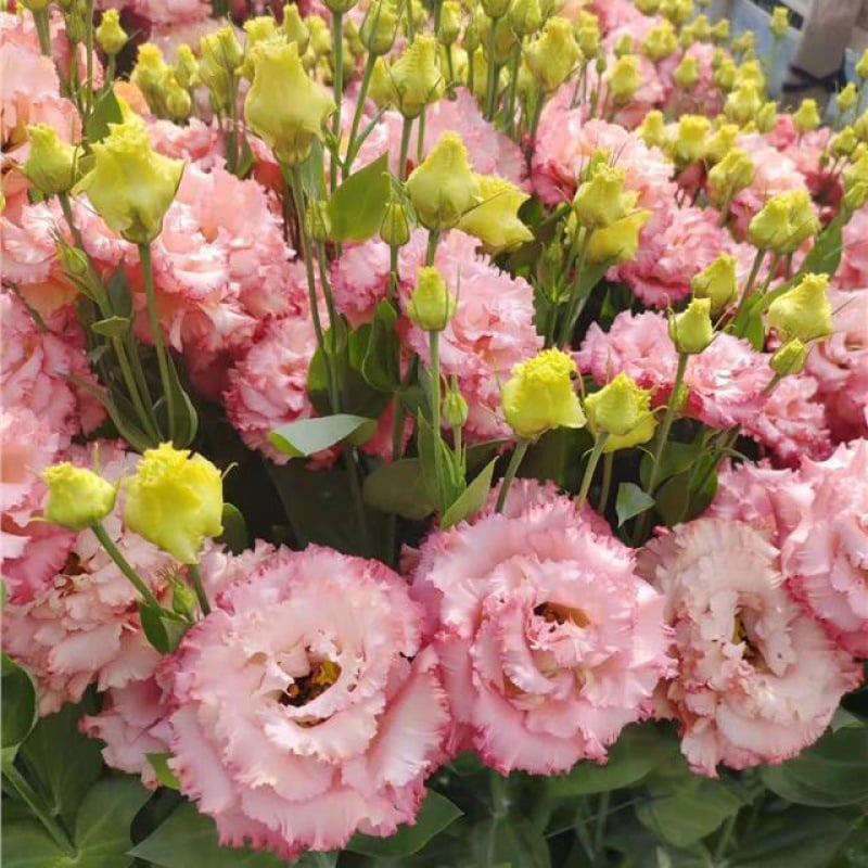 🔥 Posledný deň výpredaja 💝 Beztrnová ružová eustoma 💐 Semienka z lisianthusu