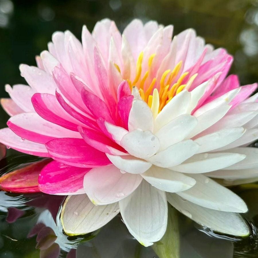 💐A Szent Bonsai Tál Lótuszvirág Magok