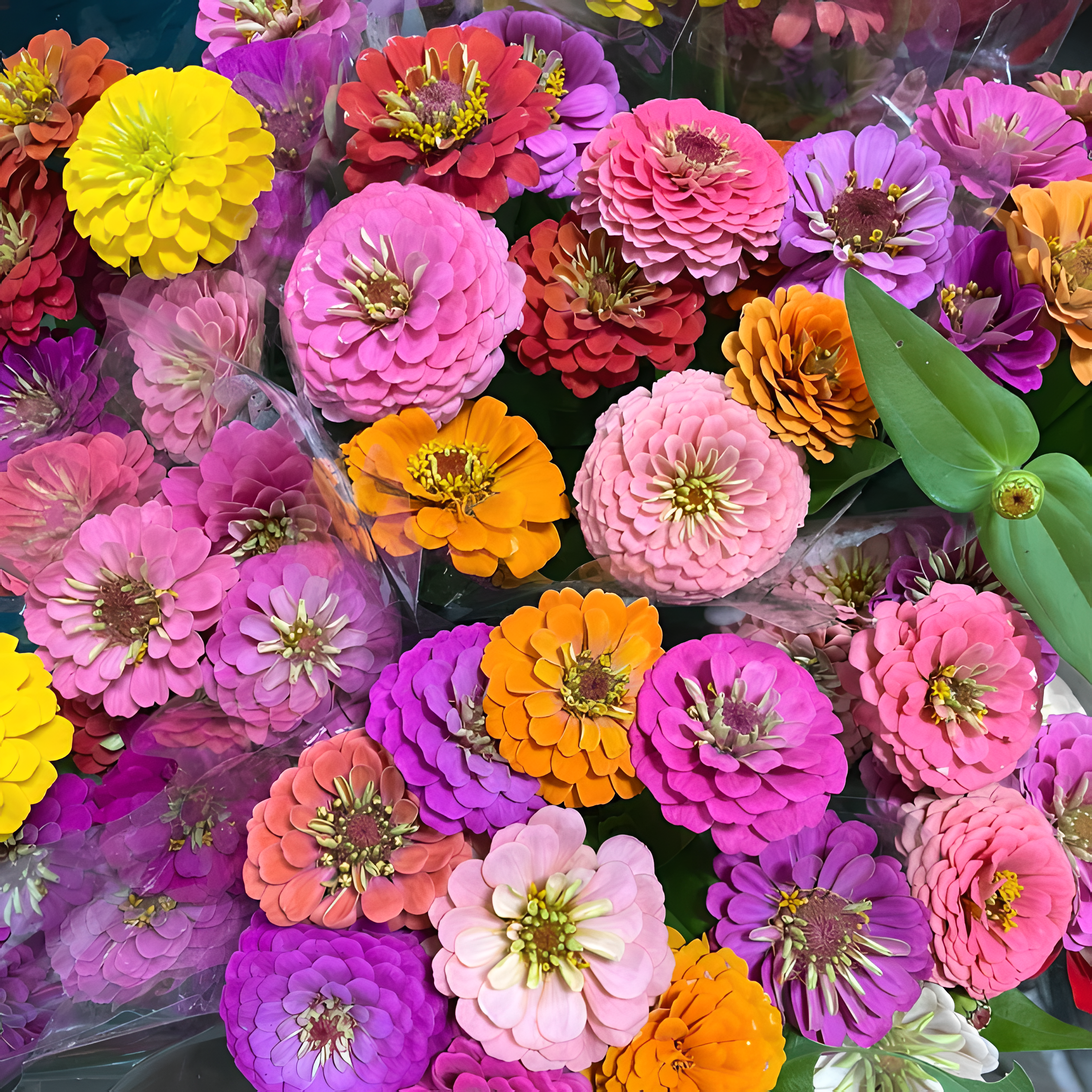 🌺Семена от двойна циния със смесени цветове