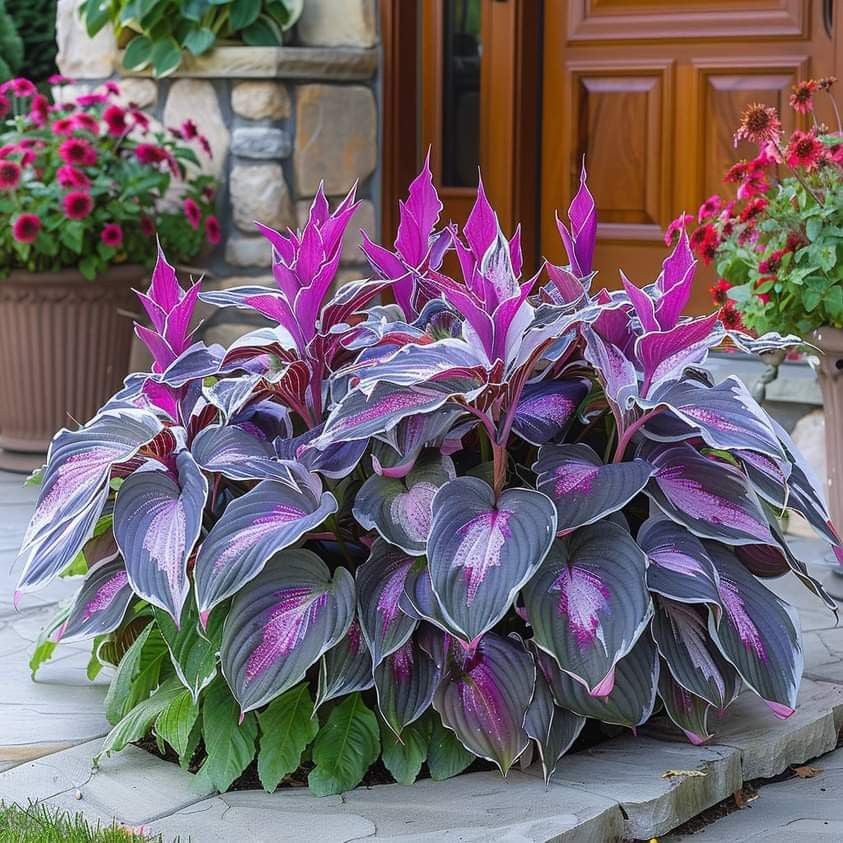 🔥Utolsó napi akció🔥Prémium minőségű, ritka hosta magok🌿Árnyéktűrő növény
