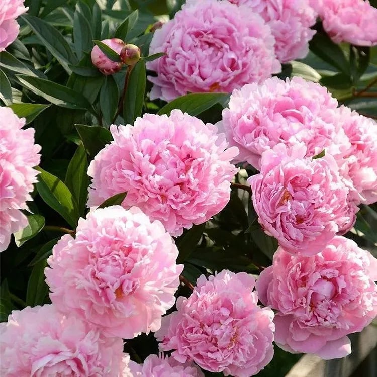 🌺ЦАРИЦАТА НА ЦВЕТЯТА — ДВОЙНОЛИСТНИ ПИАНИ
