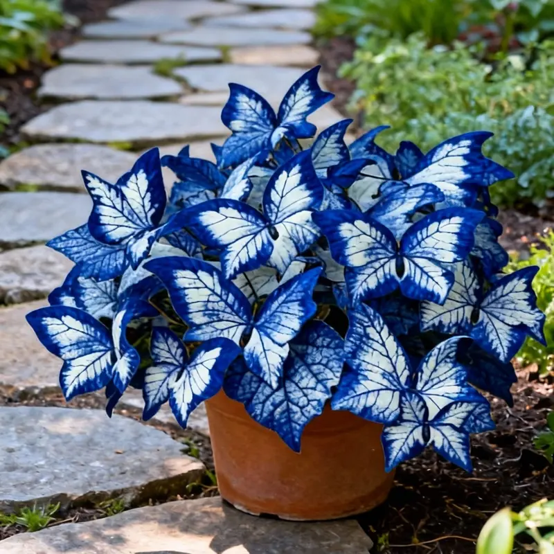 Kék begónia 'Moonlight Butterfly' magok