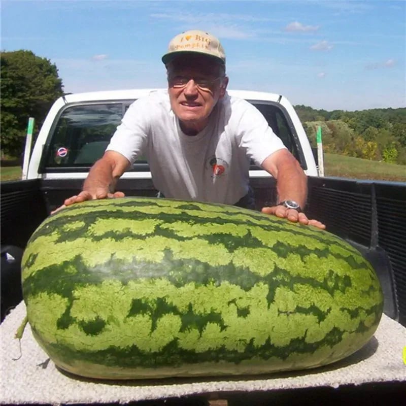🍉Semienka melónu pre lenivého muža