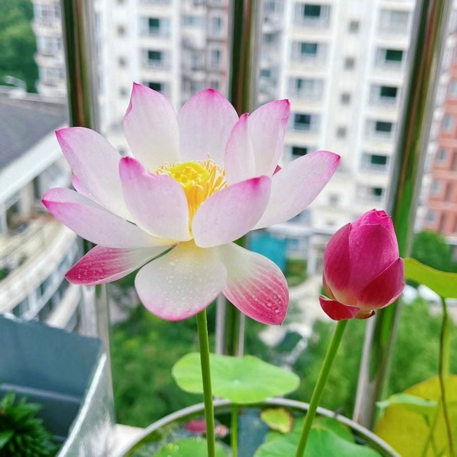 💐A Szent Bonsai Tál Lótuszvirág Magok