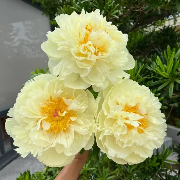 🌺ЦАРИЦАТА НА ЦВЕТЯТА — ДВОЙНОЛИСТНИ ПИАНИ