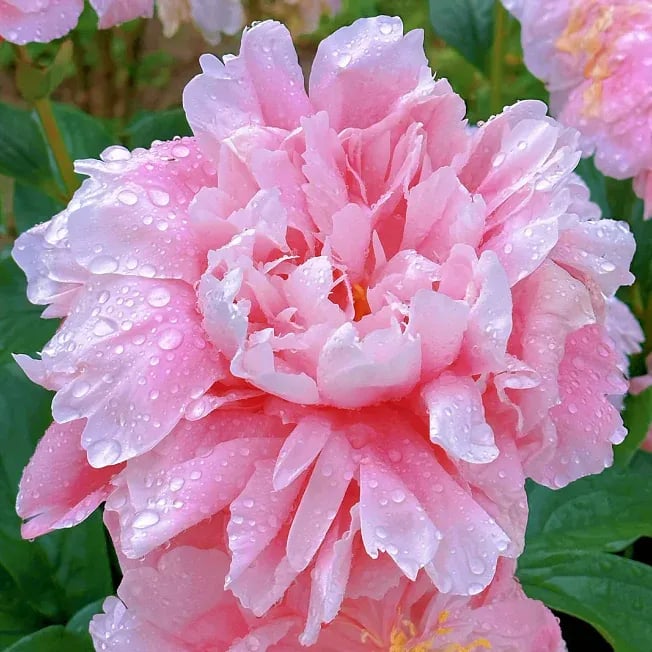 🌺ЦАРИЦАТА НА ЦВЕТЯТА — ДВОЙНОЛИСТНИ ПИАНИ