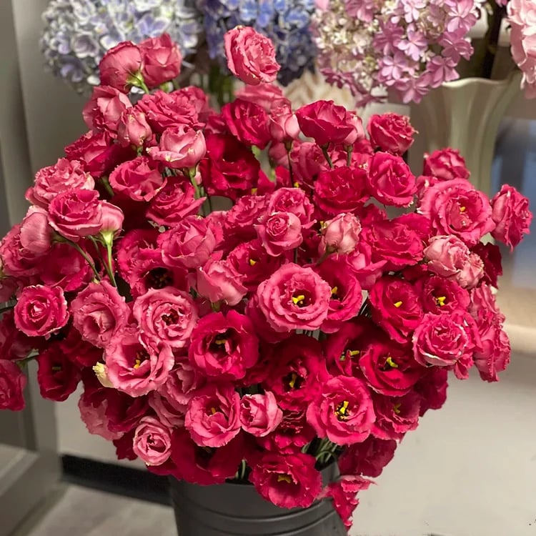 🔥 Posledný deň výpredaja 💝 Beztrnová ružová eustoma 💐 Semienka z lisianthusu