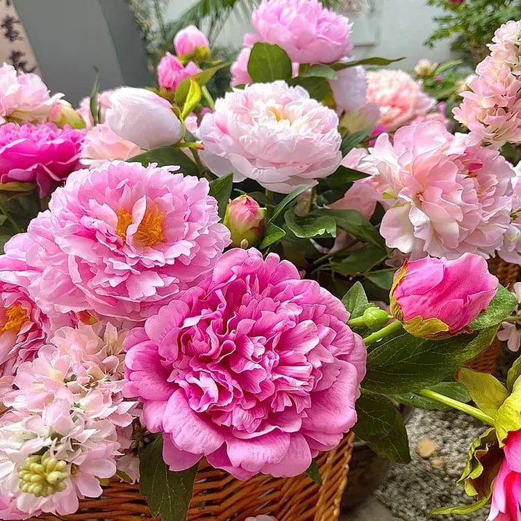 🌺ЦАРИЦАТА НА ЦВЕТЯТА — ДВОЙНОЛИСТНИ ПИАНИ