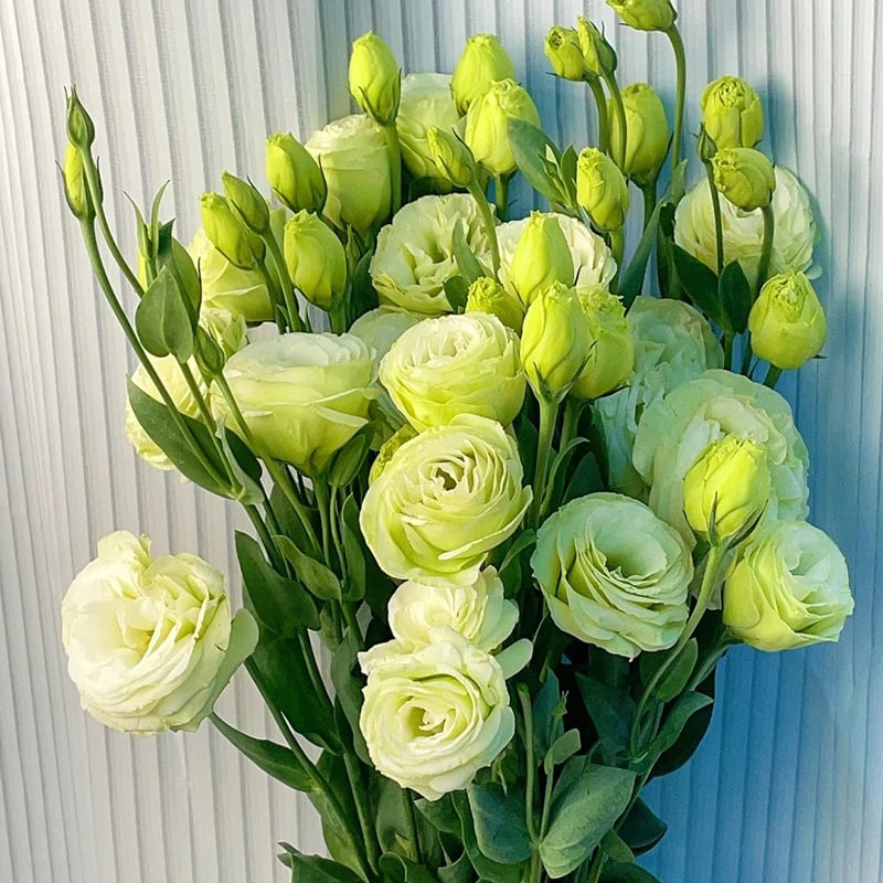 🔥 Posledný deň výpredaja 💝 Beztrnová ružová eustoma 💐 Semienka z lisianthusu