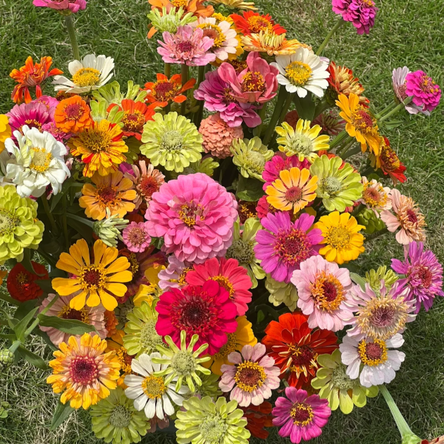 🌺Семена от двойна циния със смесени цветове