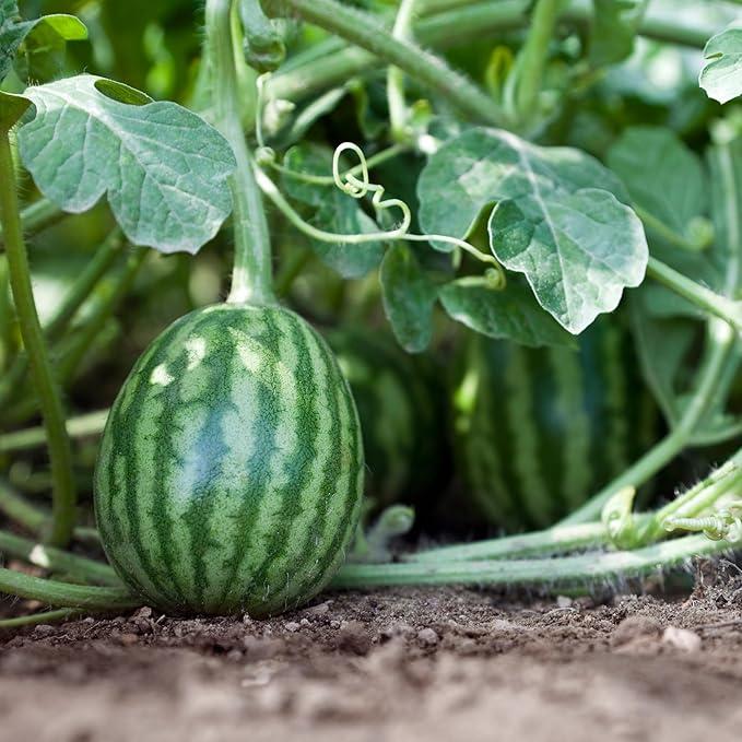 🍉Semienka melónu pre lenivého muža