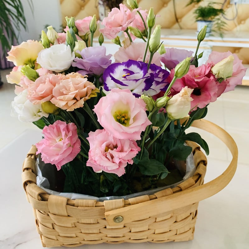 🔥 Posledný deň výpredaja 💝 Beztrnová ružová eustoma 💐 Semienka z lisianthusu