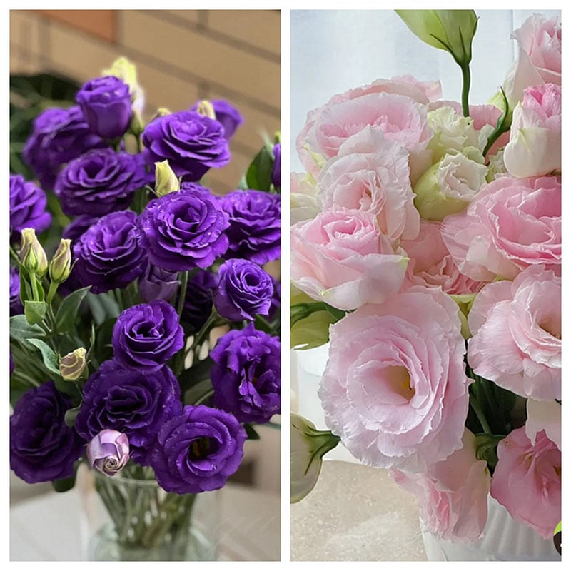 🔥 Posledný deň výpredaja 💝 Beztrnová ružová eustoma 💐 Semienka z lisianthusu