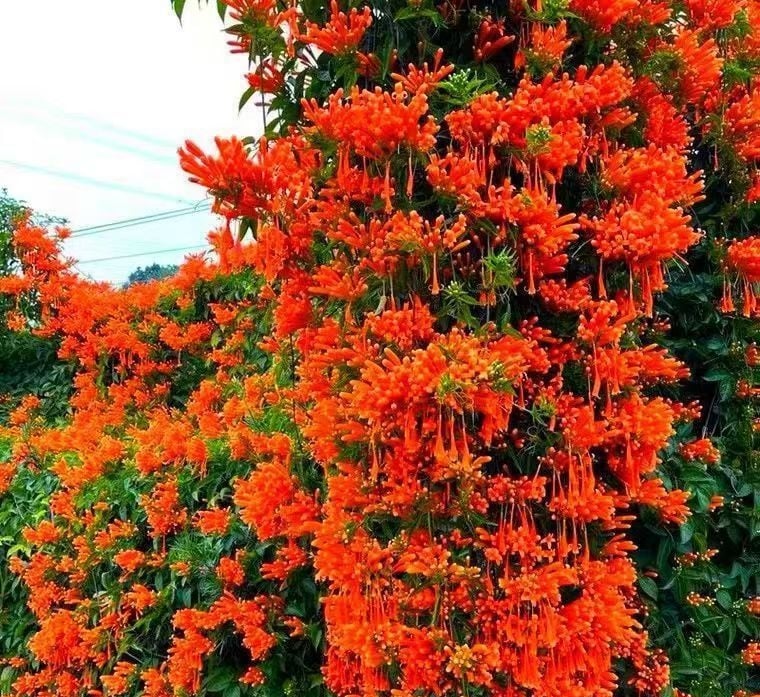 🐦"Hummingbird Carpet"🌸Epilobium garrettii – Rainbow Burst 🌈