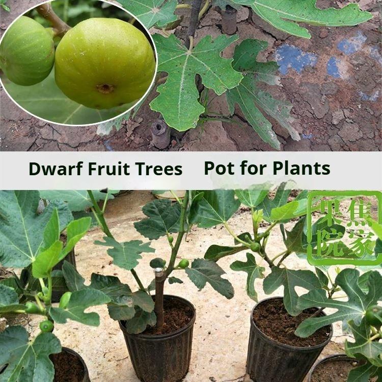 Mission Fig Tree Live Plant &ndash; Ficus carica, Perennial Fruit Tree, Hardy and Easy-to-Grow Starter Plant for Gardens & Yards