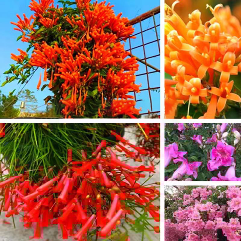 🐦"Hummingbird Carpet"🌸Epilobium garrettii – Rainbow Burst 🌈