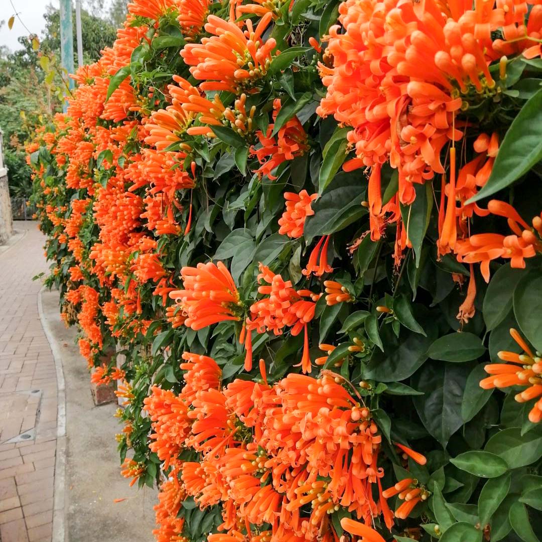 🐦"Hummingbird Carpet"🌸Epilobium garrettii – Rainbow Burst 🌈