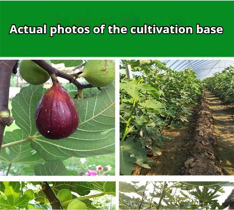 Mission Fig Tree Live Plant &ndash; Ficus carica, Perennial Fruit Tree, Hardy and Easy-to-Grow Starter Plant for Gardens & Yards