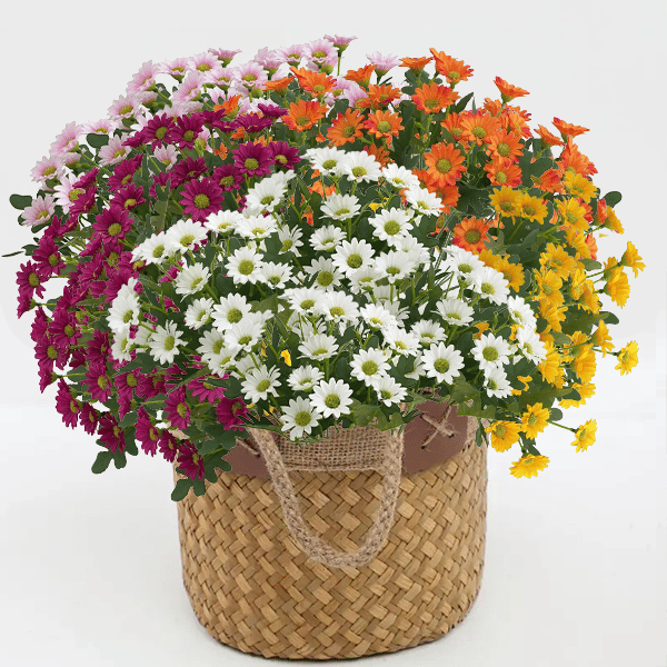 💥Last Day 70% OFF🌼- Artificial Outdoor Sunset Mums Flowers - UV resistant, Waterproof, Windproof