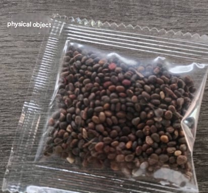 🐦"Hummingbird Carpet"🌸Epilobium garrettii – Rainbow Burst 🌈