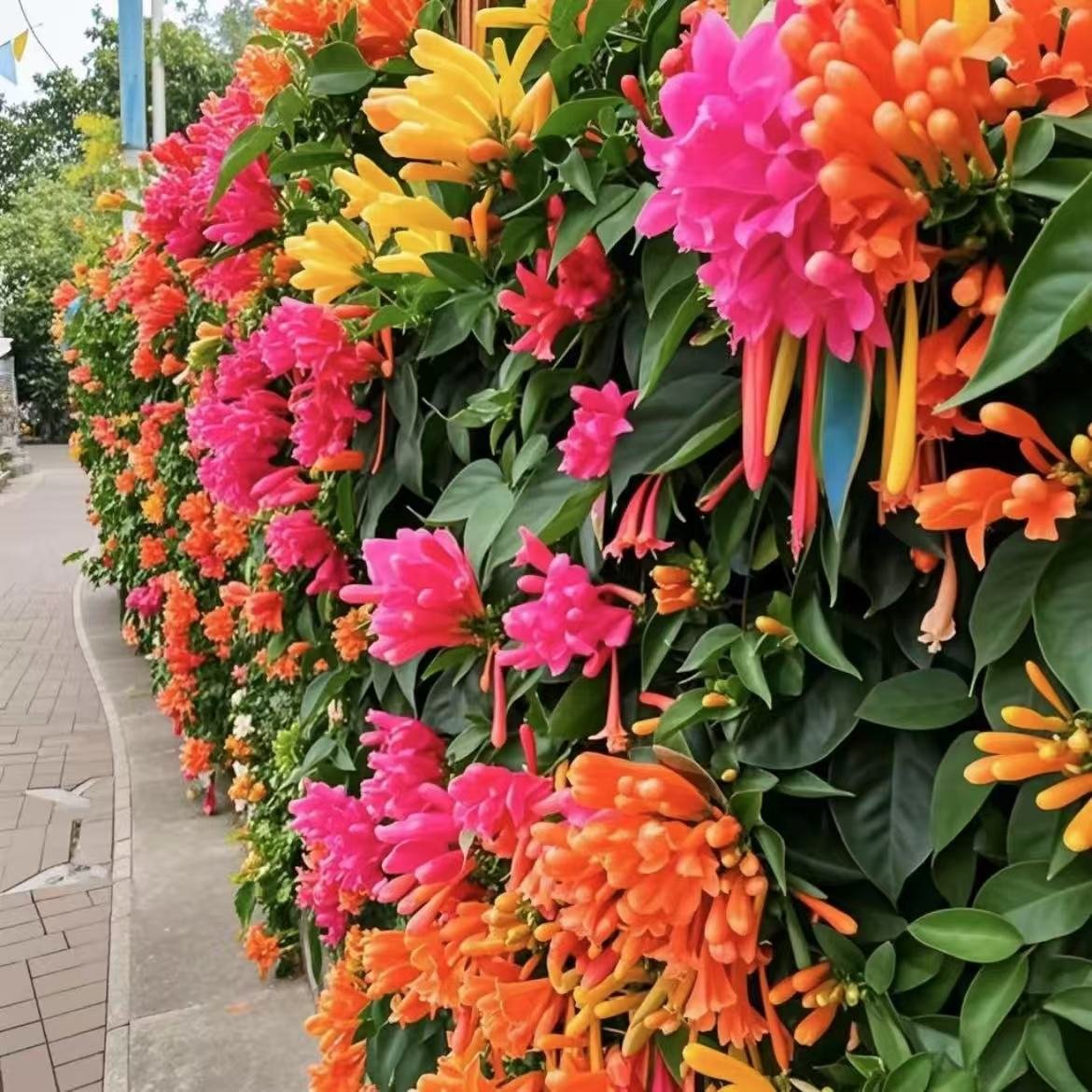 🐦"Hummingbird Carpet"🌸Epilobium garrettii – Rainbow Burst 🌈