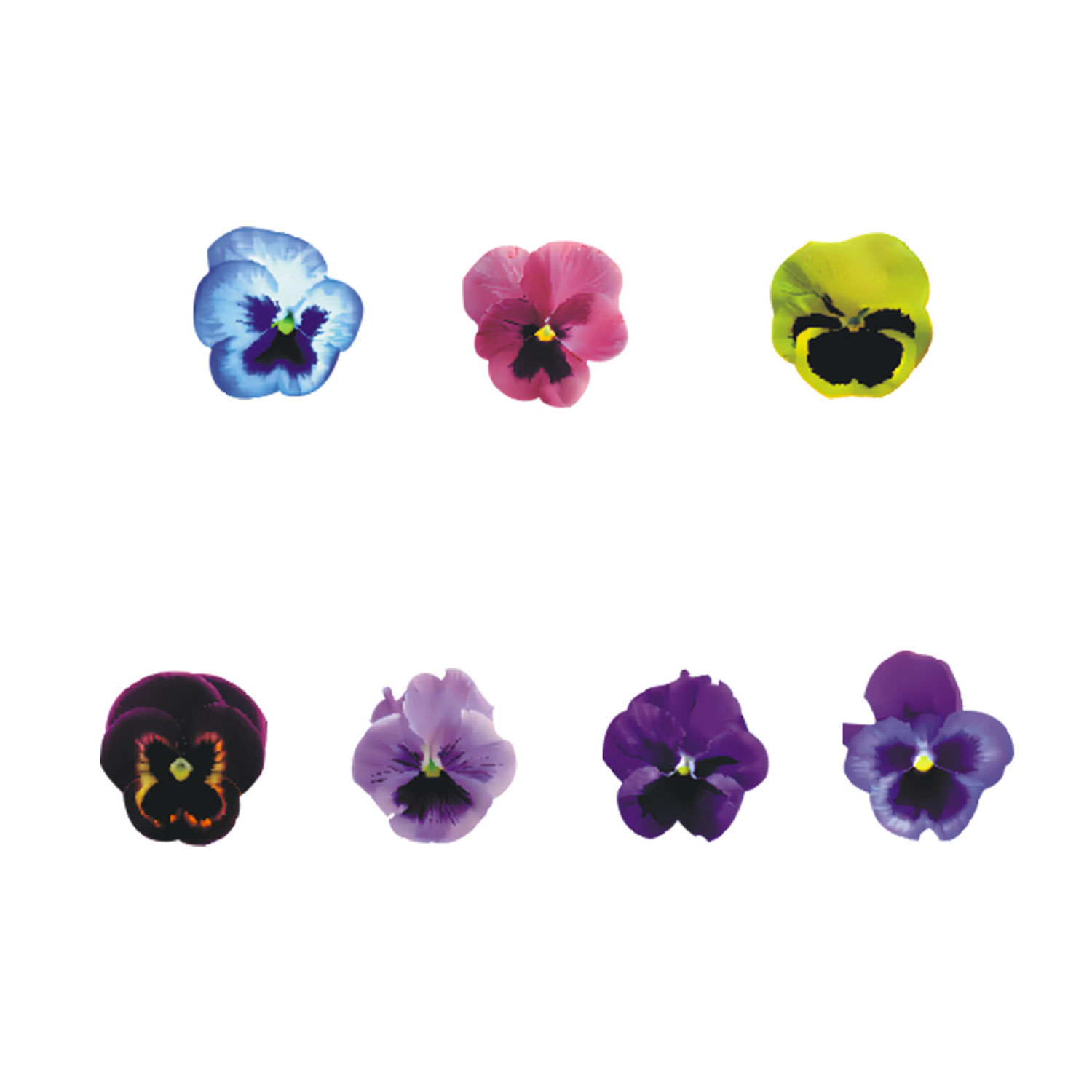 Spring Sakura Blossom Set | 60 Edible Wafer Paper Cherry Flowers with Gradient Petals, Japanese Garden-Inspired Cake Decor, Delicate Falling Petal Effect for Dessert Tables