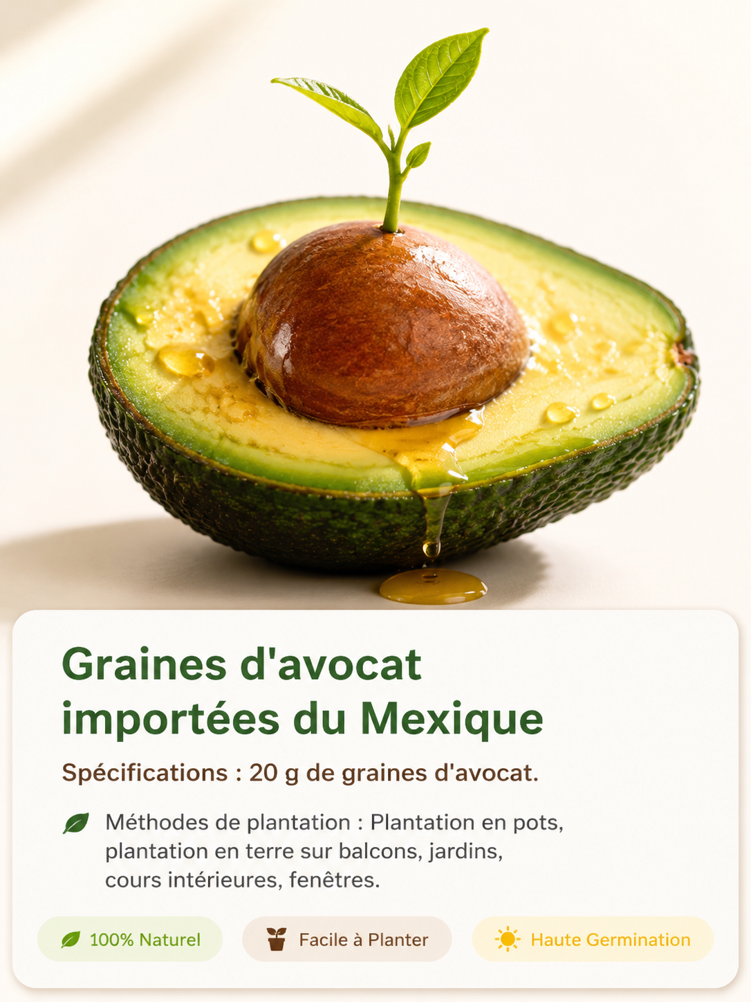 Plant d'Avocatier Hass Bio | Récolte Dès la Première Année | Ultra-Résistant au Froid | Spécial Pot et Jardin 🥑🌿