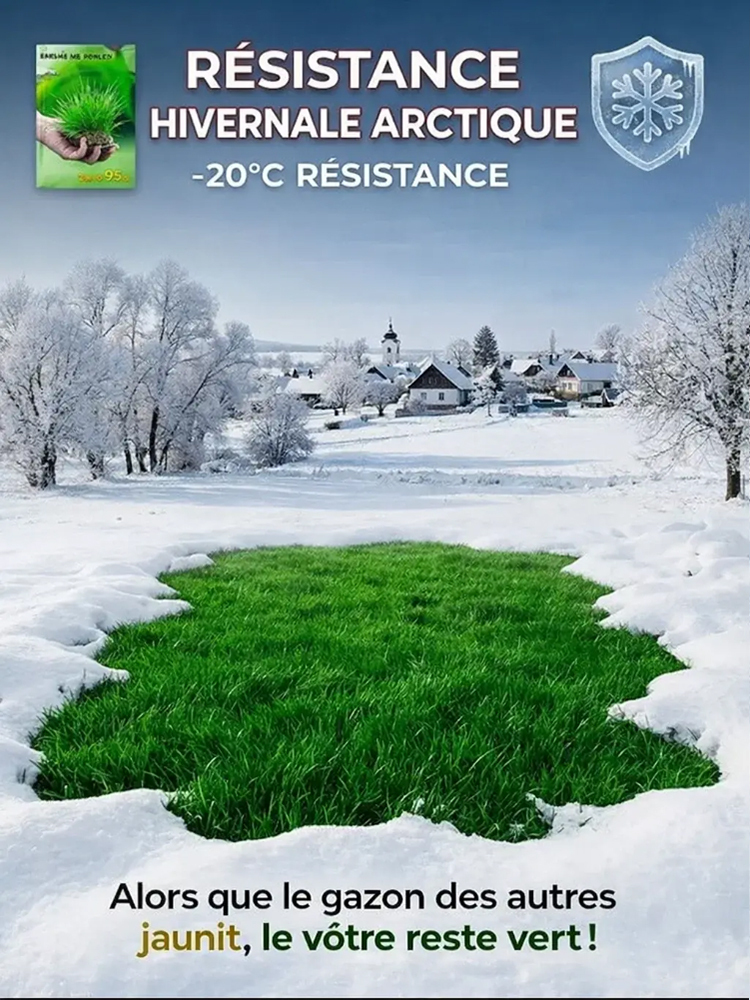  [Taux de germination 99%]Graines de Gazon Irlandais Amélioré | Zéro Tonte | Vert Toute l'Année | Pousse en 7 Jours 🌿Variété naine naturelle qui s'arrête à 3 centimètres