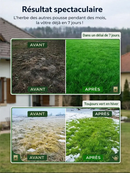  [Taux de germination 99%]Graines de Gazon Irlandais Amélioré | Zéro Tonte | Vert Toute l'Année | Pousse en 7 Jours 🌿Variété naine naturelle qui s'arrête à 3 centimètres
