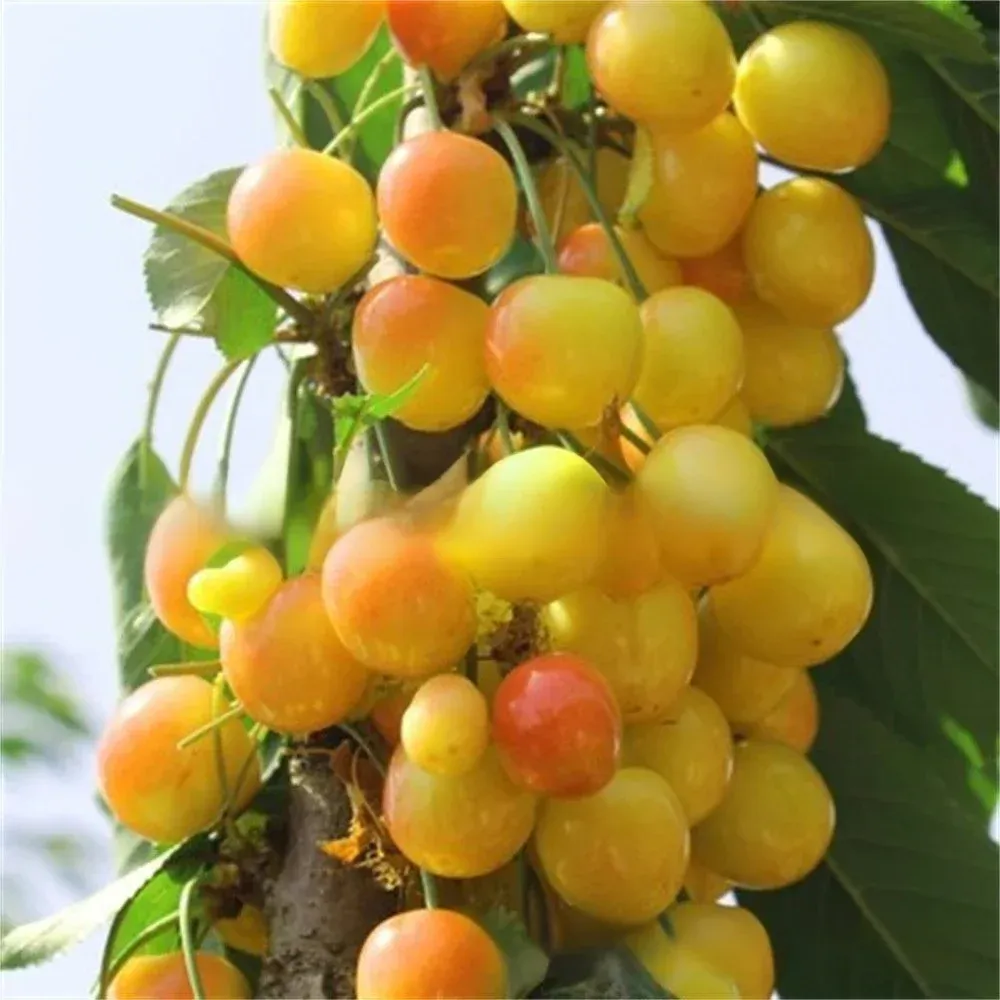 【Pas de fruit, remboursement intégral】Une percée de l'Université de Yale et de l'USDA ! Cette cerise est un hybride de la variété Sato Nishiki, la meilleure du Japon, et de la cerise Bing de Washington.🍒