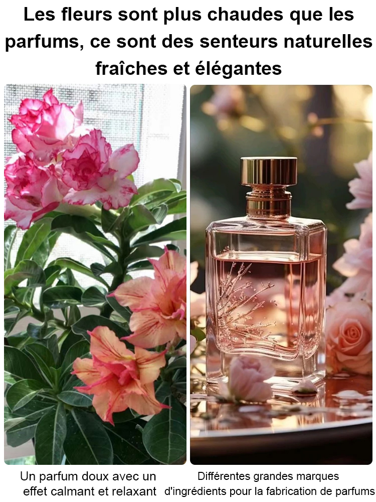 Graines de Rose Reine du Désert | Parfum Relaxant et Purificateur d'Air | Zéro Entretien 🌹✨