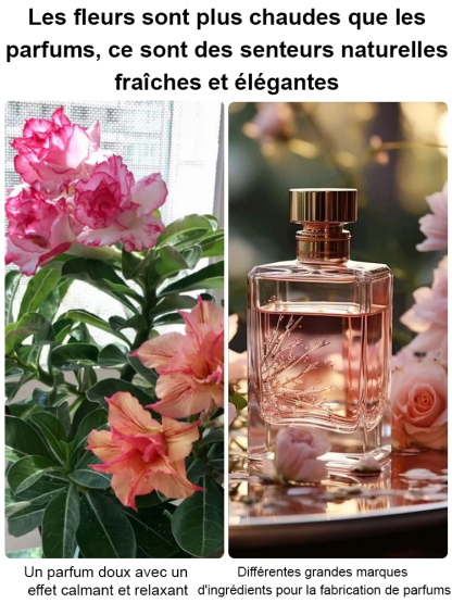 Graines de Rose Reine du Désert | Parfum Relaxant et Purificateur d'Air | Zéro Entretien 🌹✨