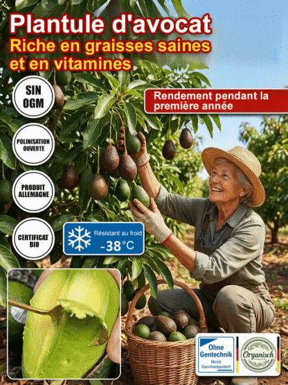 Plant d'Avocatier Hass Bio | Récolte Dès la Première Année | Ultra-Résistant au Froid | Spécial Pot et Jardin 🥑🌿