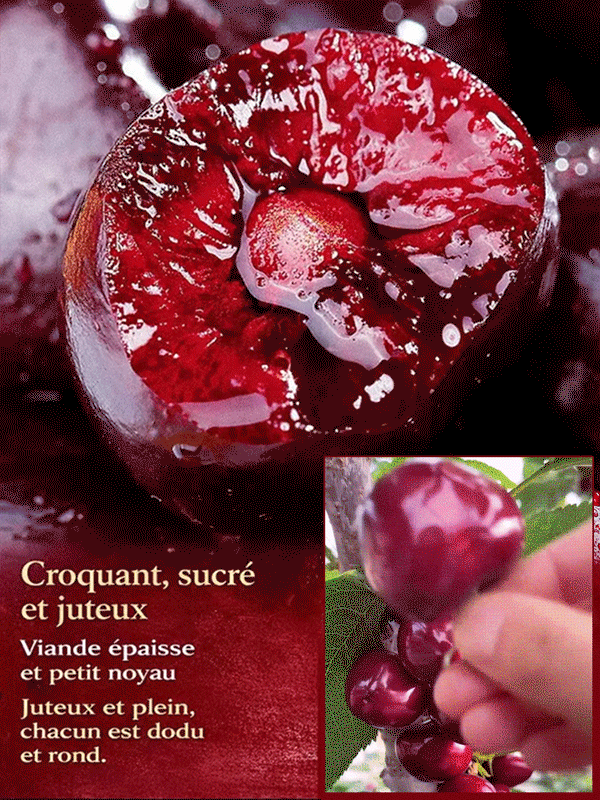 Cerisier Hybride Premium 🍒 | Croissance Rapide | Fruits Géants Sucrés 🌳