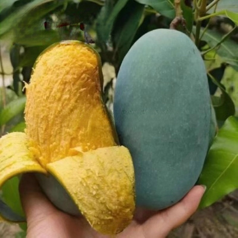 Manguier Nain Greffé 🥭 | Récolte Rapide en Pot | 100% Bio et Sans OGM 🌿